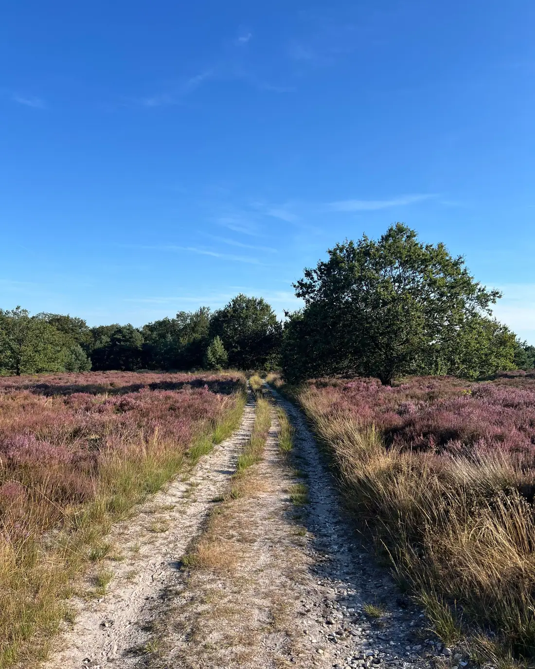 Zandpad door bloeiende paarse heide onder een blauwe lucht